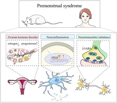 The potential role of the orexin system in premenstrual syndrome